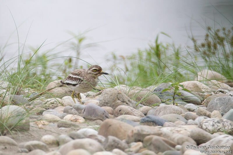 Indian Stone-curlewadult