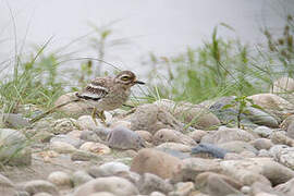 Indian Stone-curlew