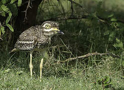 Indian Stone-curlew