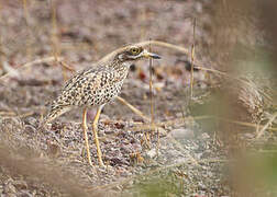 Spotted Thick-knee