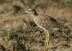 Spotted Thick-knee