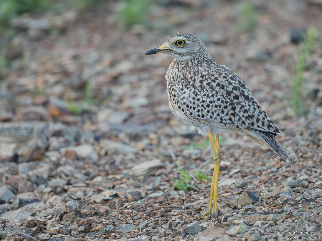 Spotted Thick-kneeadult