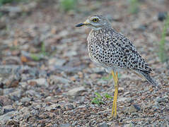 Spotted Thick-knee