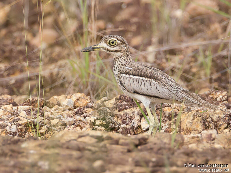 Water Thick-knee