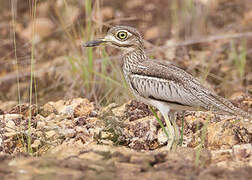 Water Thick-knee