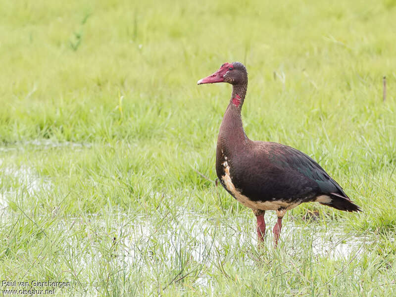 Spur-winged Gooseadult, habitat, pigmentation