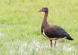 Spur-winged Goose