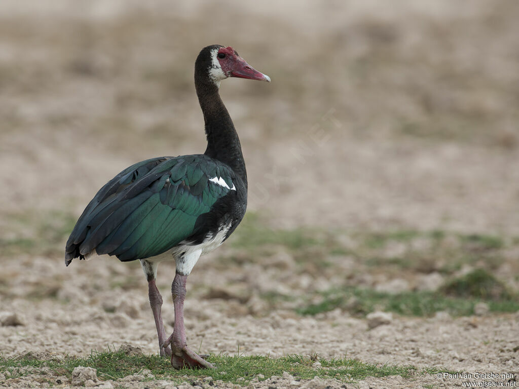 Spur-winged Gooseadult