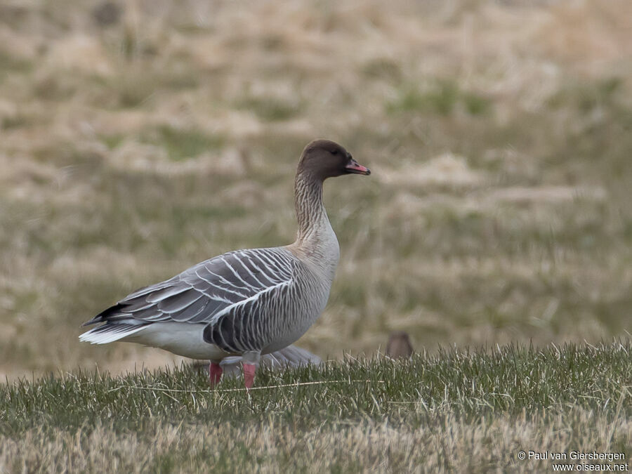 Pink-footed Gooseadult