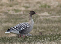 Pink-footed Goose