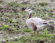 Bar-headed Goose