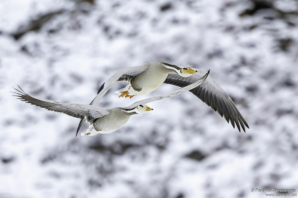 Bar-headed Gooseadult