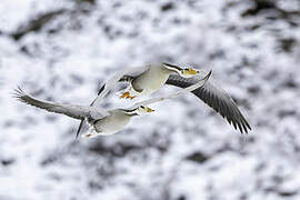 Bar-headed Goose