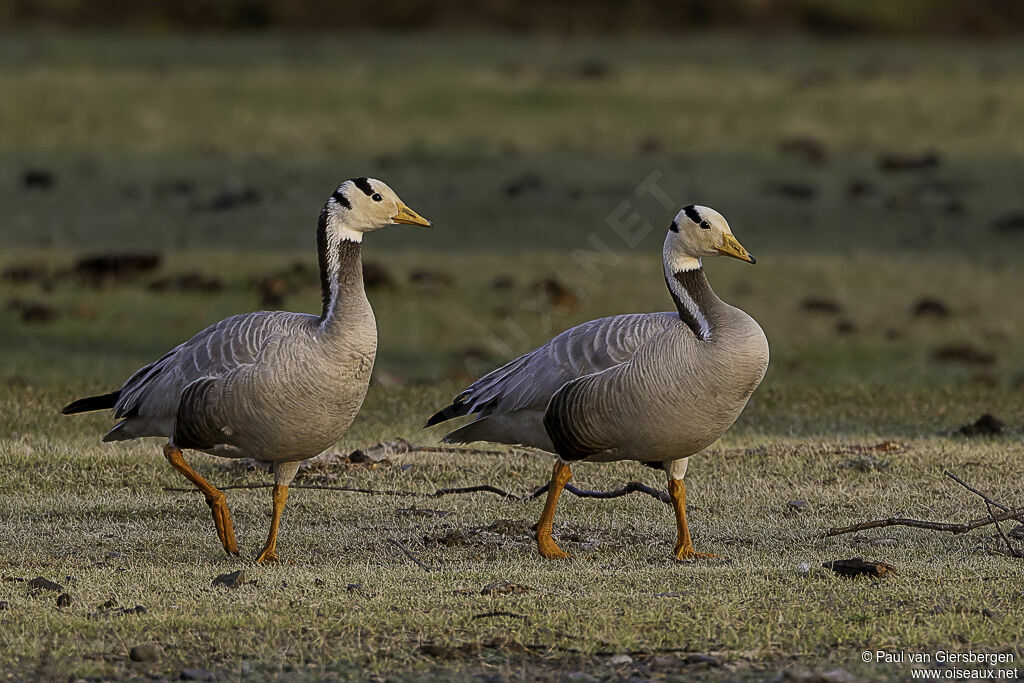 Bar-headed Gooseadult