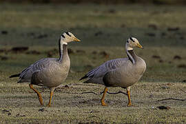 Bar-headed Goose