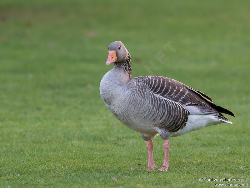 Greylag Goose