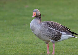 Greylag Goose