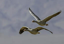 Greylag Goose