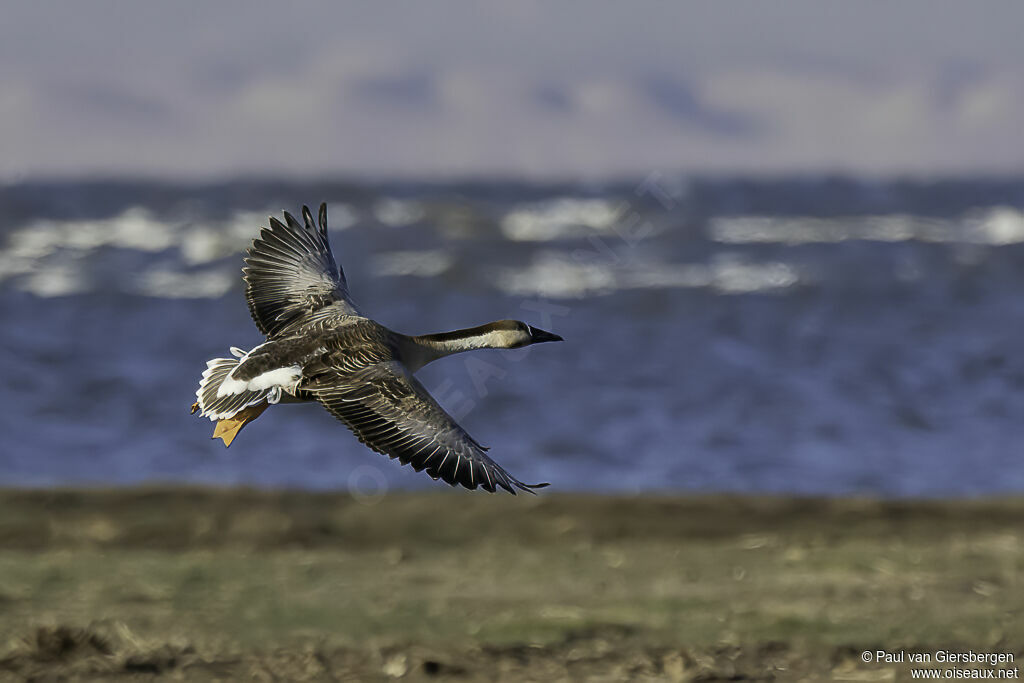 Swan Gooseadult