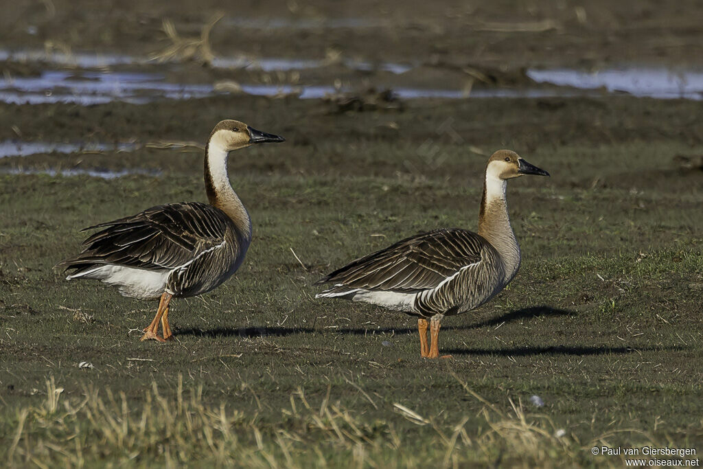 Swan Goose