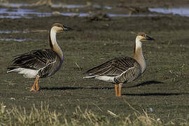 Swan Goose