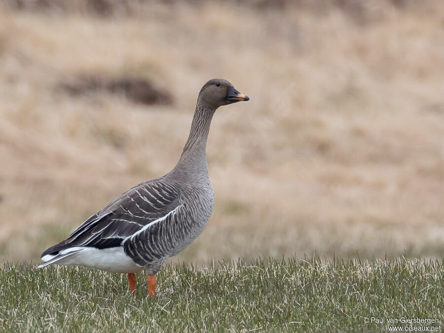 Taiga Bean Gooseadult