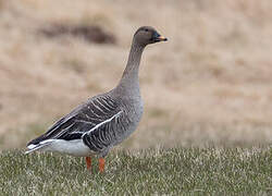 Taiga Bean Goose