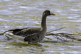 Greater White-fronted Goose