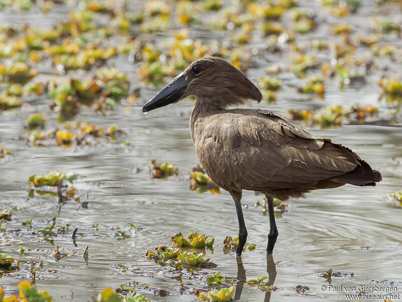 Hamerkop