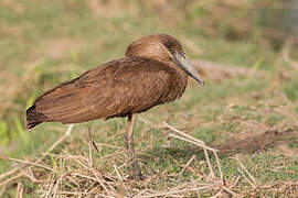 Hamerkop