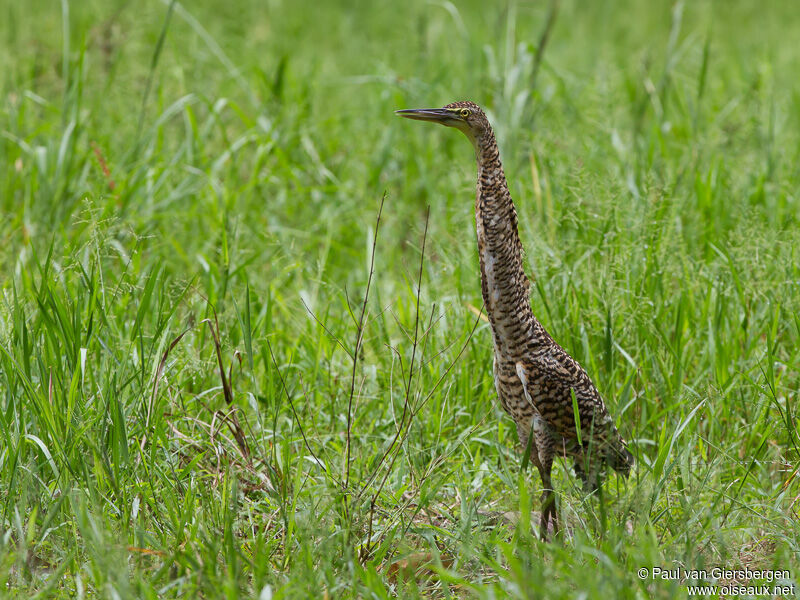 Bare-throated Tiger Heronjuvenile