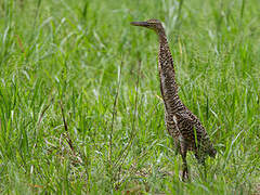 Bare-throated Tiger Heron