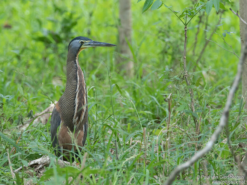 Bare-throated Tiger Heronadult