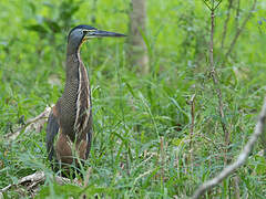 Bare-throated Tiger Heron