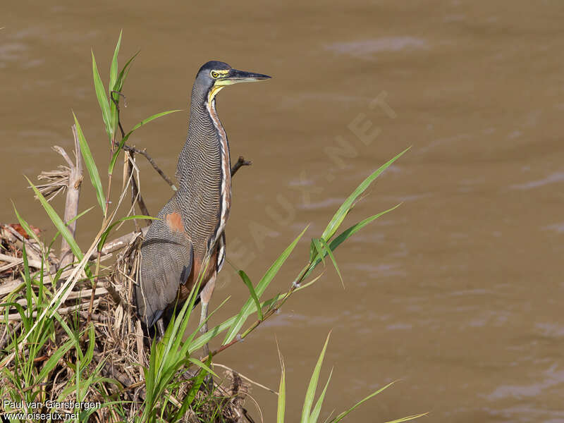 Bare-throated Tiger Heronadult, habitat