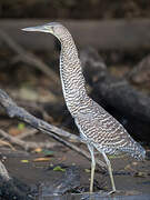 Bare-throated Tiger Heron