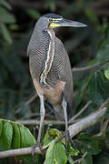 Bare-throated Tiger Heron