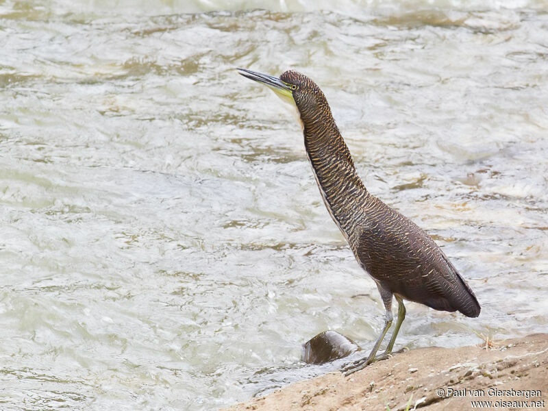 Fasciated Tiger Heron