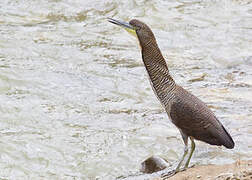 Fasciated Tiger Heron