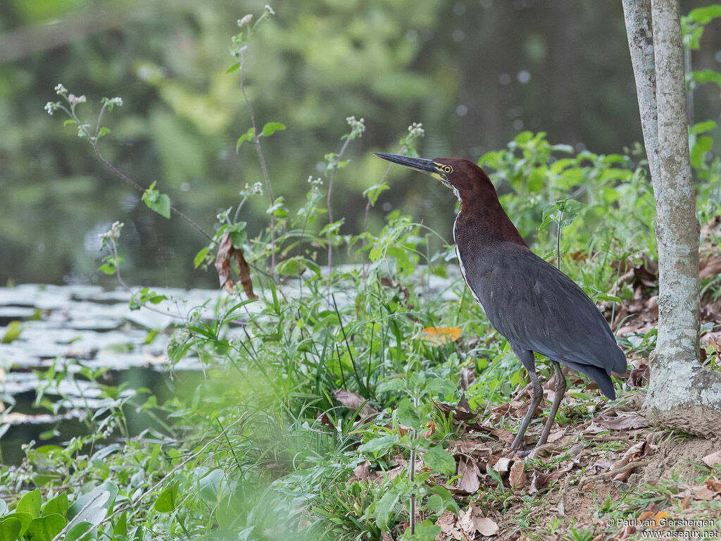 Rufescent Tiger Heron