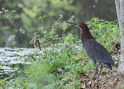 Rufescent Tiger Heron