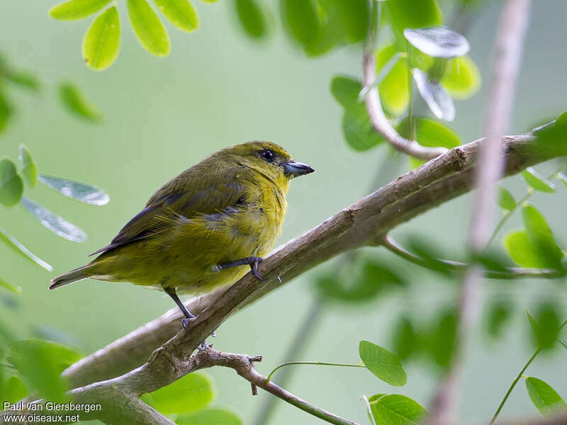 Thick-billed Euphonia female adult, identification