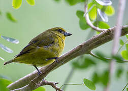 Thick-billed Euphonia