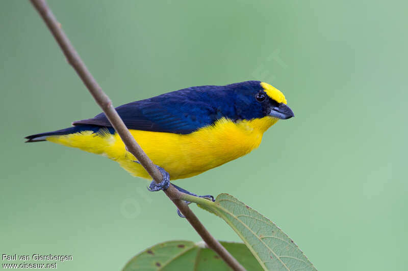 Thick-billed Euphonia male adult breeding, identification