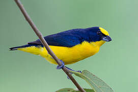 Thick-billed Euphonia