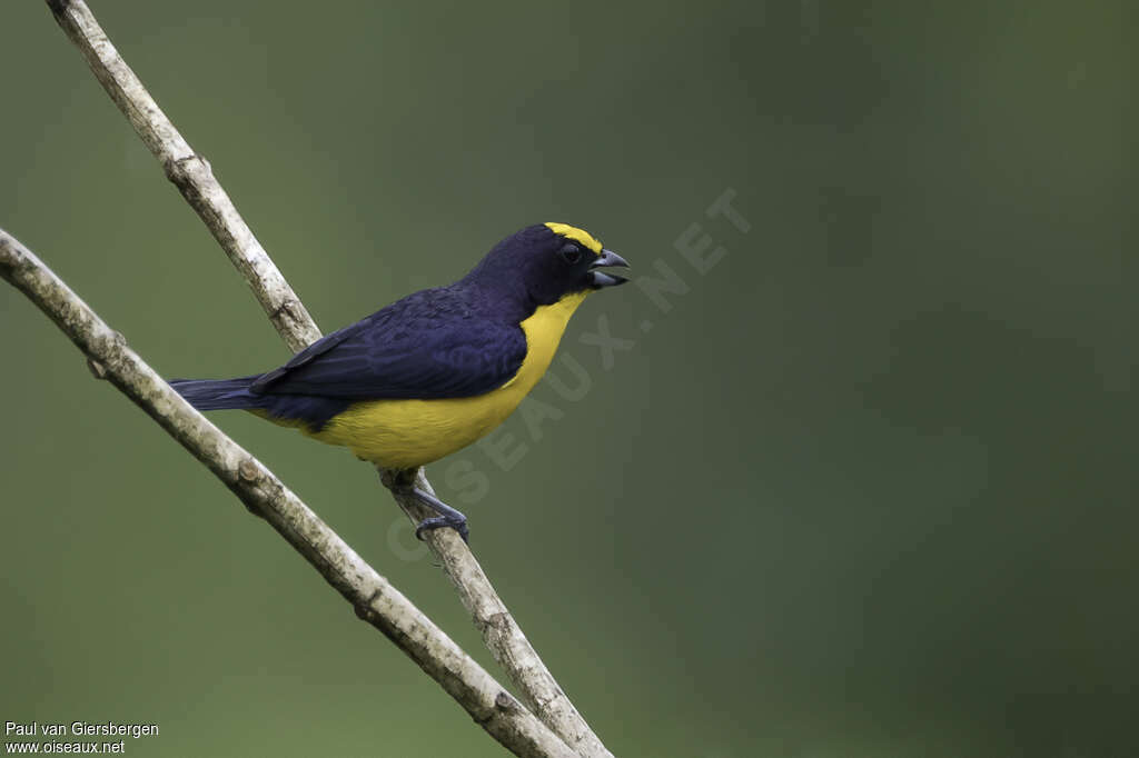 Thick-billed Euphonia male adult, identification