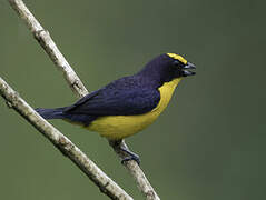 Thick-billed Euphonia