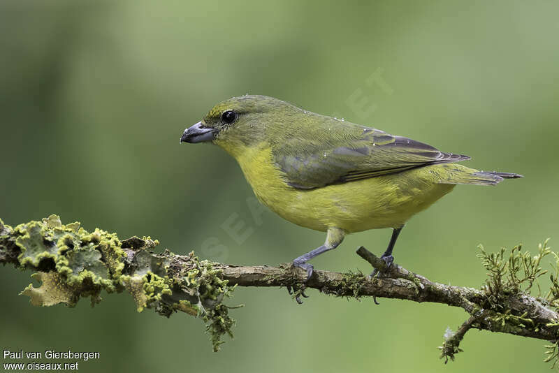Thick-billed Euphonia female adult, identification