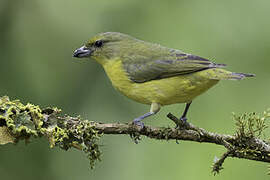 Thick-billed Euphonia