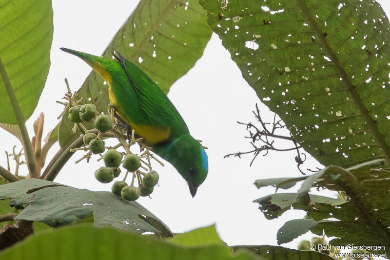 Blue-crowned Chlorophonia